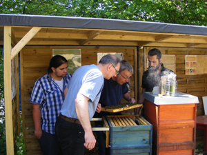 Bienenarbeit